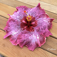 Taiwan Rose Stardust